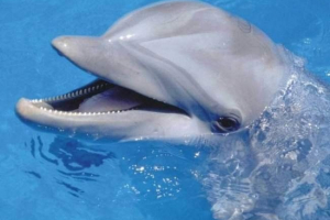 Niesamowite o delfinach Niesamowite o delfinach